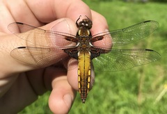 Libellula depressa