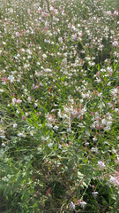 Gaura