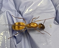 Camponotus festinatus