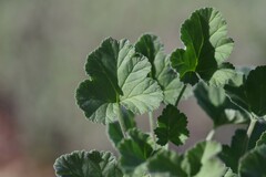 Pelargonium echinatum