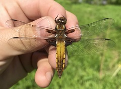 Libellula depressa