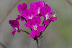 Pelargonium echinatum