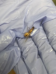 Camponotus festinatus