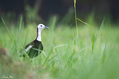 Hydrophasianus chirurgus