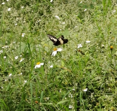 Catasticta nimbice