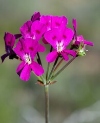 Pelargonium echinatum
