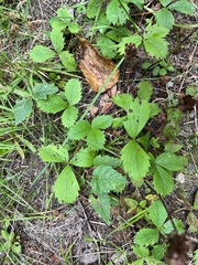 Fragaria virginiana