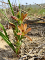 Wachendorfia multiflora