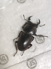 Dorcus hopei hopei