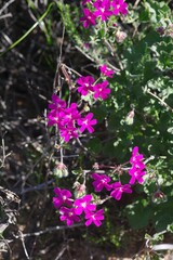 Pelargonium echinatum