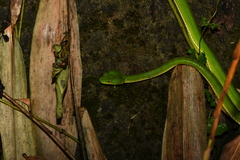 Trimeresurus stejnegeri