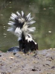 Mephitis mephitis varians