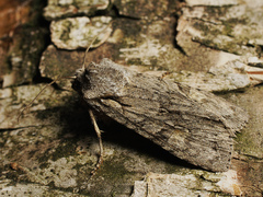 Lithophane ornitopus