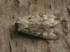 Lithophane ornitopus