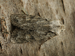 Lithophane ornitopus