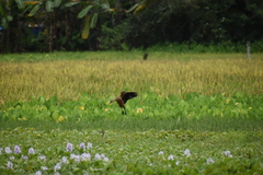 Dendrocygna javanica