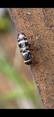 Ulidiidae