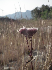Eupatorium lindleyanum