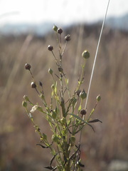 Linum stelleroides