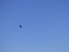 Buteogallus urubitinga