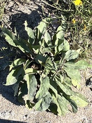 Solidago virgaurea
