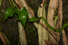 Trimeresurus stejnegeri
