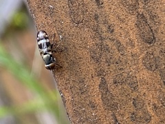 Ulidiidae