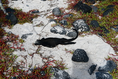 Amblyrhynchus cristatus hassi