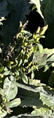 Solidago virgaurea