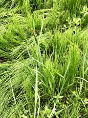 Carex granularis