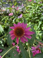 Echinacea