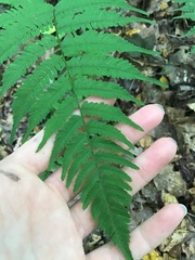 Athyriaceae