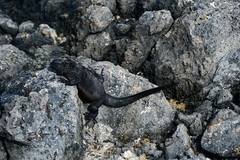 Amblyrhynchus cristatus hassi