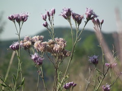 Saussurea japonica