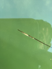 Syngnathus typhle