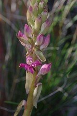 Satyrium