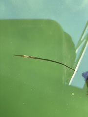 Syngnathus typhle