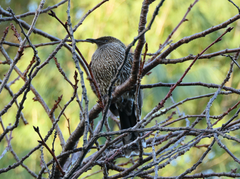 Anthochaera chrysoptera