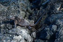 Amblyrhynchus cristatus hassi