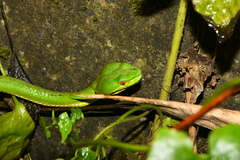 Trimeresurus stejnegeri