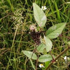 Thorybes dorantes dorantes