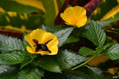 Xylocopa darwini
