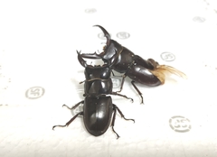 Serrognathus titanus platymelus
