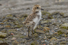 Charadrius falklandicus