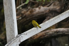 Setophaga petechia aureola