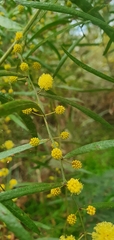 Acacia leprosa