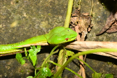 Trimeresurus stejnegeri