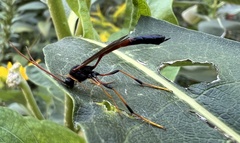 Therion circumflexum