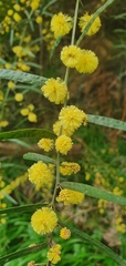 Acacia leprosa