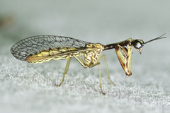 Leptomantispa pulchella